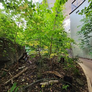 Biodôme Montréal - Laurentian Maple Forest - Path