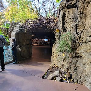 Biodôme Montréal - Laurentian Maple Forest - Path, Beaver underwater viewing