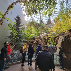 Biodôme Montréal - Laurentian Maple Forest - Northern Raccoon