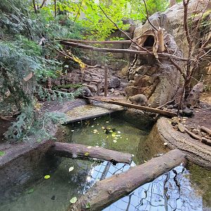 Biodôme Montréal - Laurentian Maple Forest - Northern Raccoon