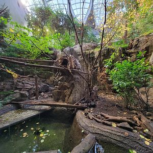 Biodôme Montréal - Laurentian Maple Forest - Northern Raccoon