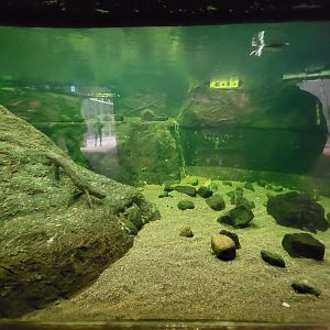 Biodôme Montréal - Laurentian Maple Forest - American Beaver underwater viewing