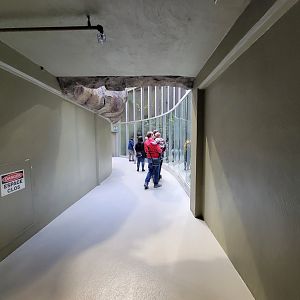 Biodôme Montréal - Laurentian Maple Forest - Path