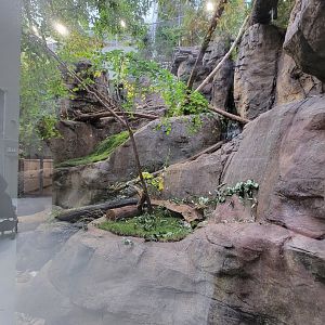 Biodôme Montréal - Laurentian Maple Forest - Canadian lynx