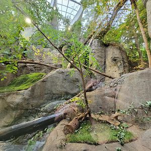 Biodôme Montréal - Laurentian Maple Forest - Canadian lynx