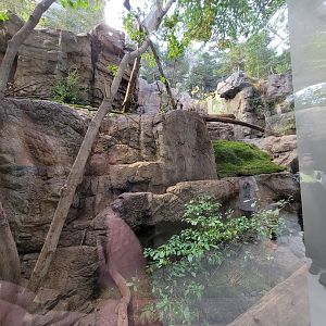 Biodôme Montréal - Laurentian Maple Forest - Canadian lynx