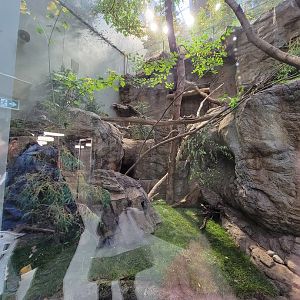 Biodôme Montréal - Laurentian Maple Forest - Canadian lynx