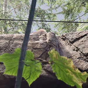 Biodôme Montréal - Laurentian Maple Forest - The lynx everyone was looking for ;)