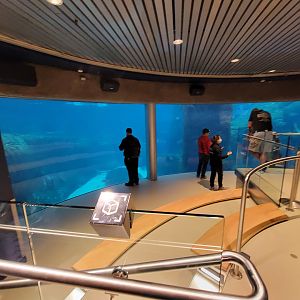 Biodôme Montréal - Gulf of St. Lawrence - Underwater viewing