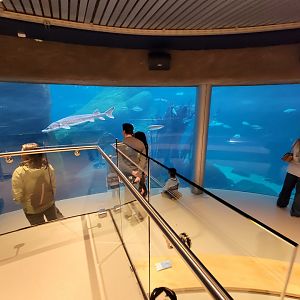 Biodôme Montréal - Gulf of St. Lawrence - Underwater viewing