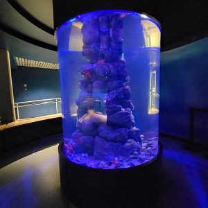 Biodôme Montréal - Gulf of St. Lawrence - Tank with non-fishes