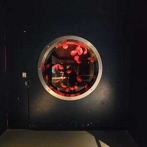 Biodôme Montréal - Gulf of St. Lawrence - Moon jellies