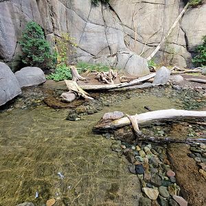 Biodôme Montréal - Gulf of St. Lawrence - Whimbrel and ruddy turnstone visible