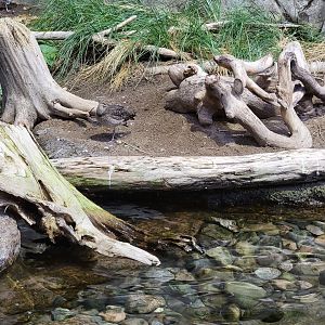 Biodôme Montréal - Gulf of St. Lawrence - Whimbrel