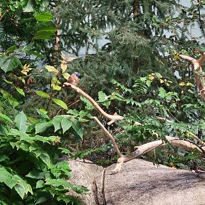 Biodôme Montréal - Gulf of St. Lawrence - Eastern bluebird