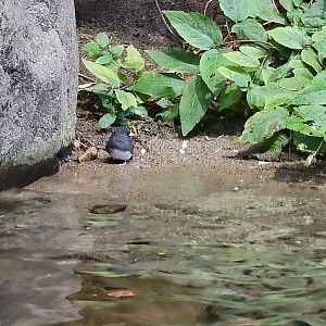 Biodôme Montréal - Gulf of St. Lawrence - Dark-eyed junco