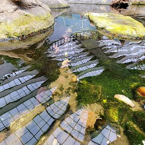 Biodôme Montréal - Gulf of St. Lawrence - Tide pool