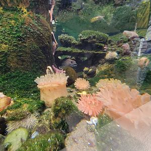 Biodôme Montréal - Gulf of St. Lawrence - Tide pool