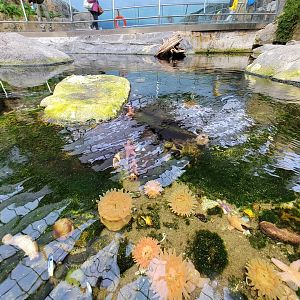 Biodôme Montréal - Gulf of St. Lawrence - Tide pool