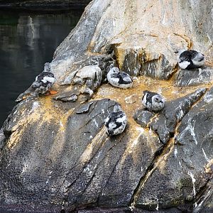 Biodôme Montréal - Gulf of St. Lawrence - Black guillemots