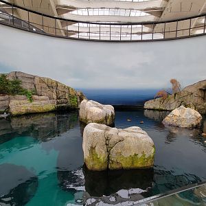Biodôme Montréal - Gulf of St. Lawrence - Mostly common eiders
