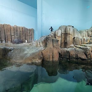 Biodôme Montréal - Sub-Antarctic Islands - King, Gentoo penguins