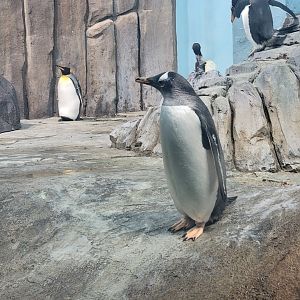 Biodôme Montréal - Sub-Antarctic Islands - King, Gentoo penguins