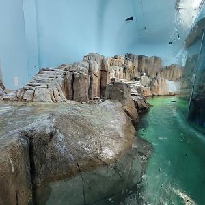 Biodôme Montréal - Sub-Antarctic Islands - Home to king, gentoo, macaroni, and northern rockhopper penguins