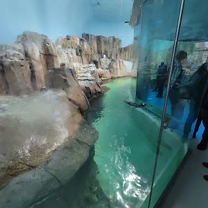 Biodôme Montréal - Sub-Antarctic Islands - A very friendly gentoo trying to get everyone's attention
