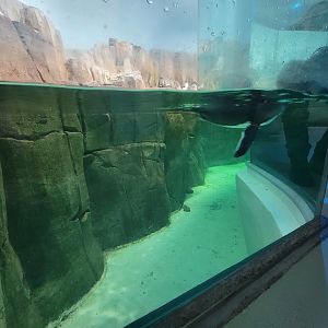 Biodôme Montréal - Sub-Antarctic Islands - A very friendly gentoo trying to get everyone's attention