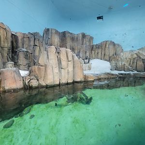 Biodôme Montréal - Sub-Antarctic Islands - Macaroni penguin section