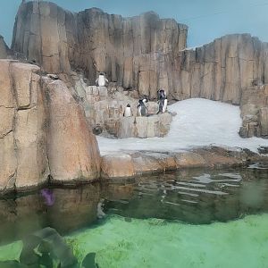 Biodôme Montréal - Sub-Antarctic Islands - Gentoos