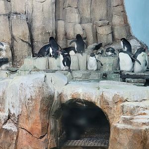 Biodôme Montréal - Sub-Antarctic Islands - Northern rockhoppers