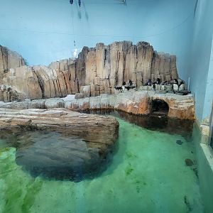 Biodôme Montréal - Sub-Antarctic Islands - Northern rockhoppers