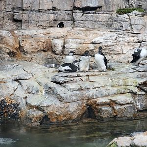 Biodôme Montréal - Labrador Coast - Common murres