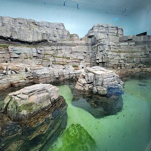 Biodôme Montréal - Labrador Coast - Atlantic puffins and common murres
