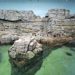 Biodôme Montréal - Labrador Coast - Atlantic puffins and common murres