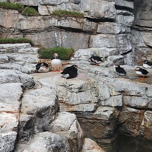 Biodôme Montréal - Labrador Coast - Atlantic puffins