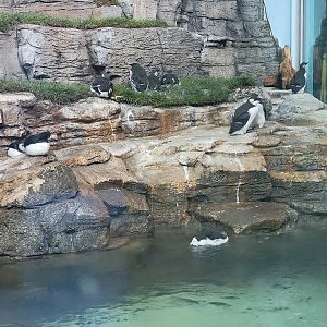 Biodôme Montréal - Labrador Coast - Atlantic puffins and common murres