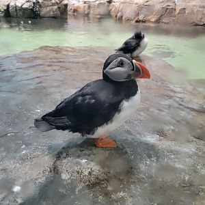 Biodôme Montréal - Labrador Coast - Atlantic puffin