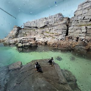 Biodôme Montréal - Labrador Coast - Atlantic puffins and common murres