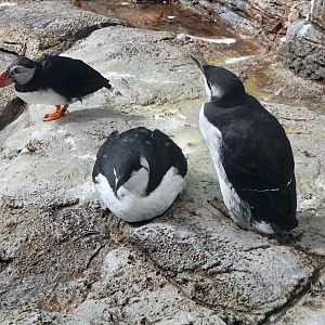 Biodôme Montréal - Labrador Coast - Atlantic puffin and common murres