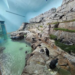 Biodôme Montréal - Labrador Coast - Atlantic puffins and common murres