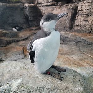 Biodôme Montréal - Labrador Coast - Common murre