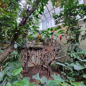 Biodôme Montréal - Tropical Rainforest - Scarlet macaws, blue and gold macaw