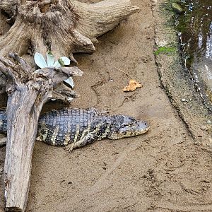 Biodôme Montréal - Tropical Rainforest - Broad-snouted caimans