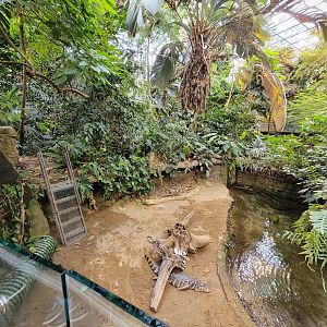 Biodôme Montréal - Tropical Rainforest - Broad-snouted caimans