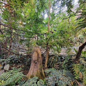Biodôme Montréal - Tropical Rainforest - Golden lion tamarins