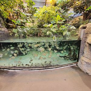 Biodôme Montréal - Tropical Rainforest - Fishes