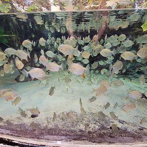 Biodôme Montréal - Tropical Rainforest - Fishes